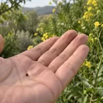 El grano de mostaza: qué compara Jesús y qué no promete Pequeña semilla de mostaza en una palma, con una planta florida al fondo.